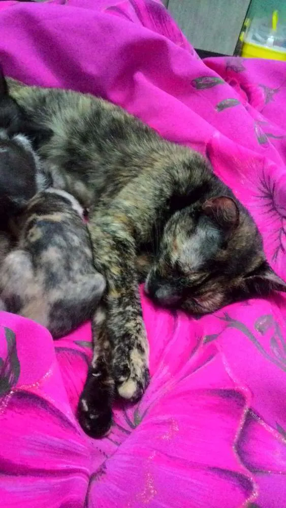 Gato ra a De rua idade 7 a 11 meses nome Mimi, joaninha, dany