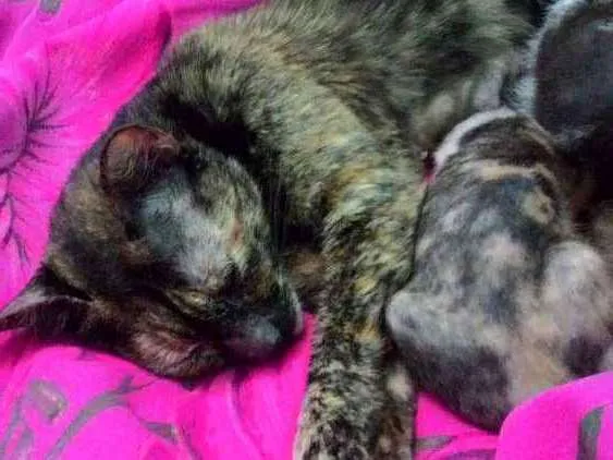 Gato ra a De rua idade 7 a 11 meses nome Mimi, joaninha, dany