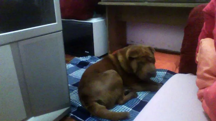 Cachorro ra a Shar Pei idade 1 ano nome Meu