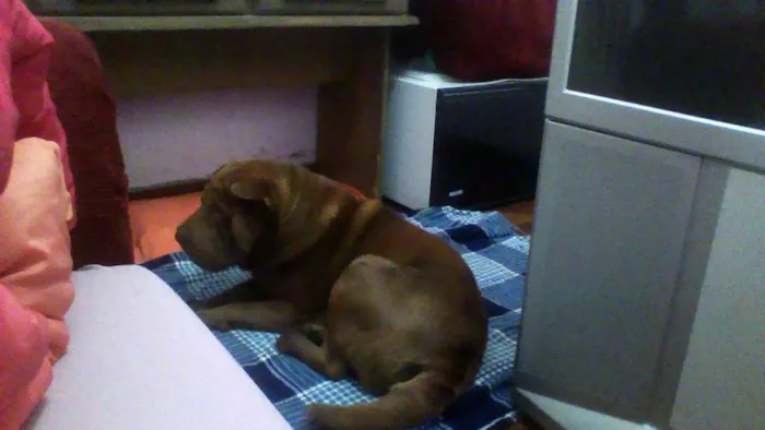 Cachorro ra a Shar Pei idade 1 ano nome Meu