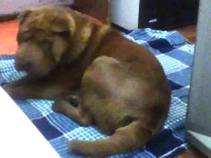 Cachorro raça Shar Pei idade 1 ano nome Meu