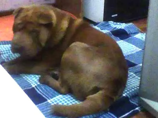Cachorro ra a Shar Pei idade 1 ano nome Meu