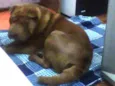 Meu