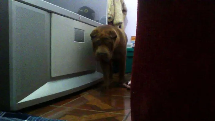 Cachorro ra a Shar Pei idade 1 ano nome Meu