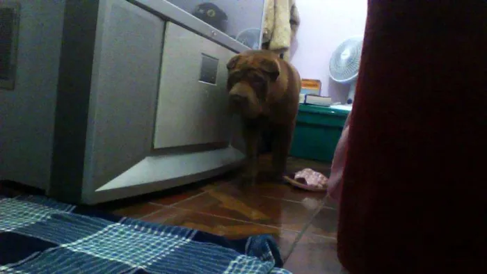 Cachorro ra a Shar Pei idade 1 ano nome Meu