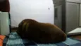 Meu