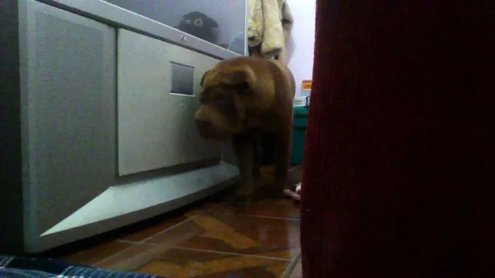 Cachorro ra a Shar Pei idade 1 ano nome Meu
