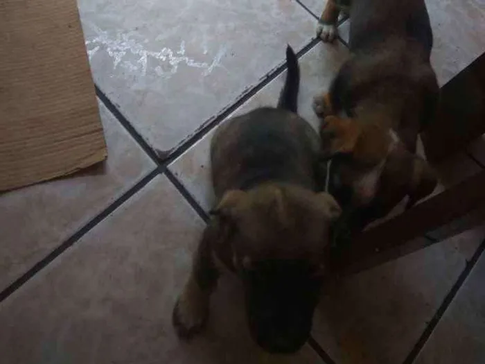 Cachorro ra a Vira latas idade Abaixo de 2 meses nome Sem nome ainda