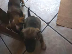 Cachorro raça Vira latas idade Abaixo de 2 meses nome Sem nome ainda