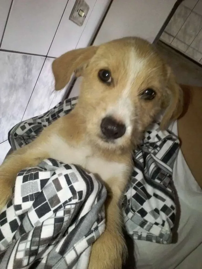 Cachorro ra a Srd idade 2 a 6 meses nome Não sei 