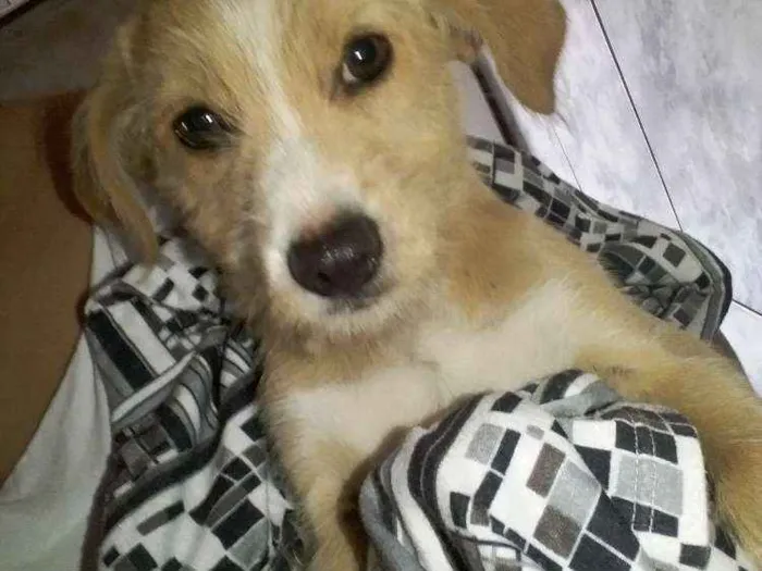 Cachorro ra a Srd idade 2 a 6 meses nome Não sei 