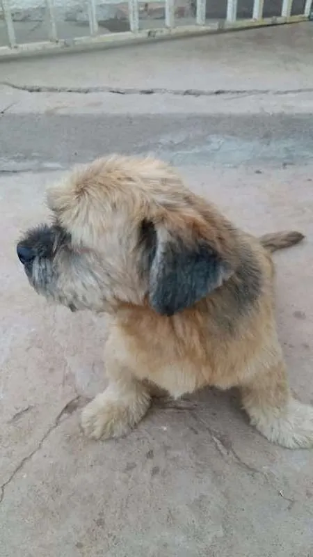 Cachorro raça Lhasa Apso idade 2 anos nome Jack