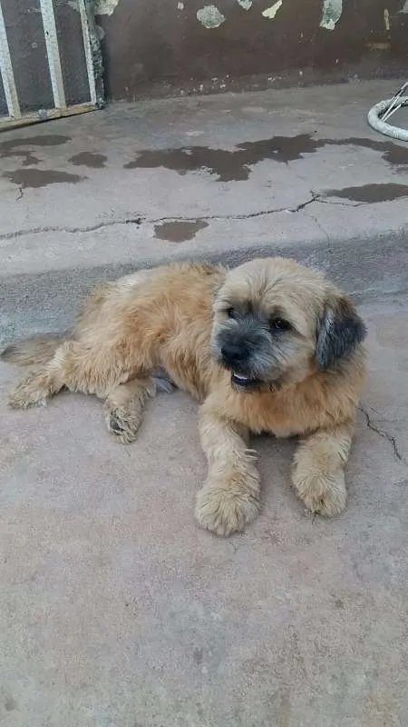 Cachorro raça Lhasa Apso idade 2 anos nome Jack