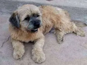 Cachorro raça Lhasa Apso idade 2 anos nome Jack