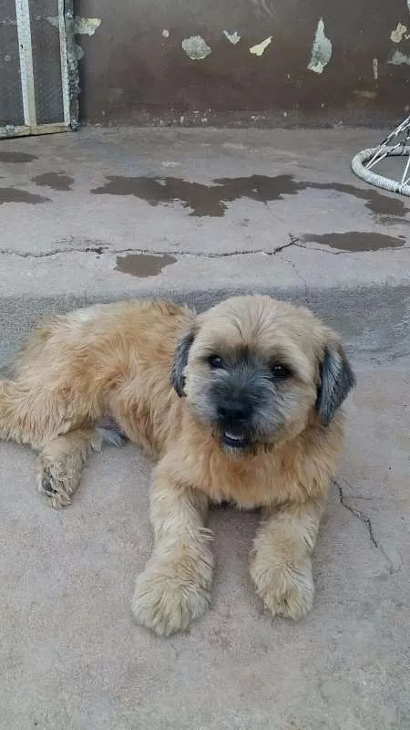 Cachorro raça Lhasa Apso idade 2 anos nome Jack