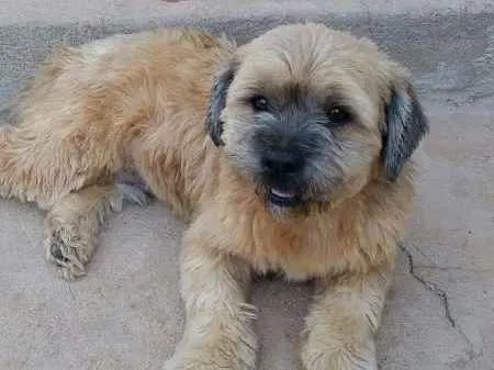 Cachorro raça Lhasa Apso idade 2 anos nome Jack