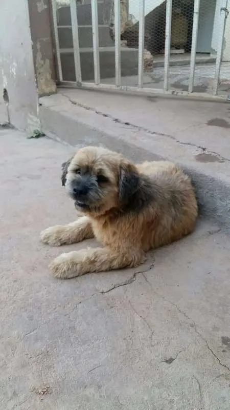 Cachorro raça Lhasa Apso idade 2 anos nome Jack