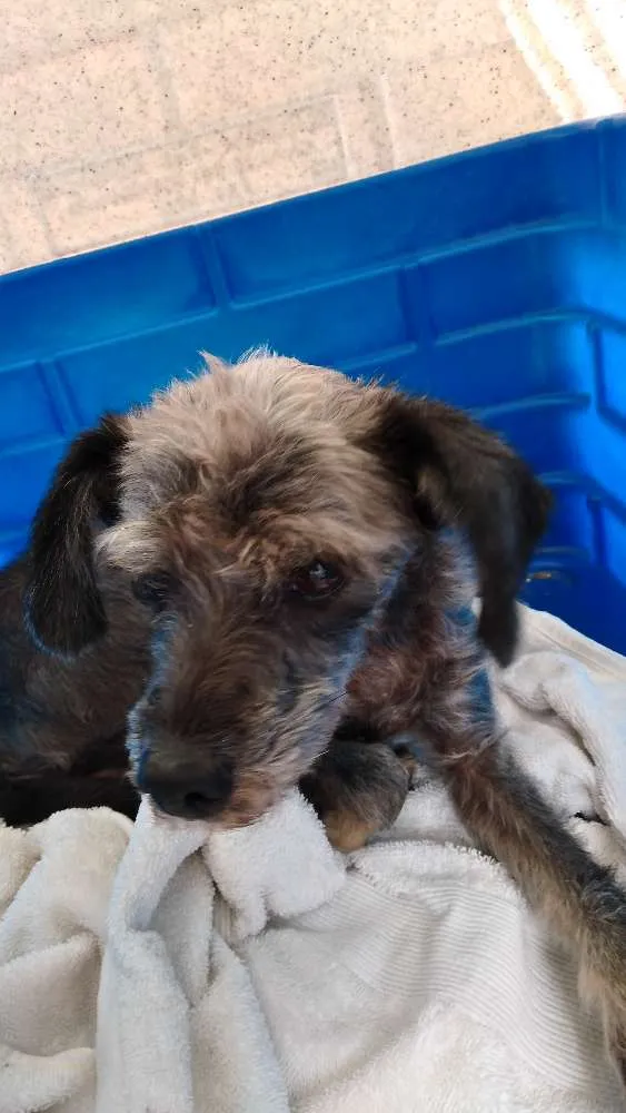 Cachorro ra a Srd  idade 7 a 11 meses nome Abandonada