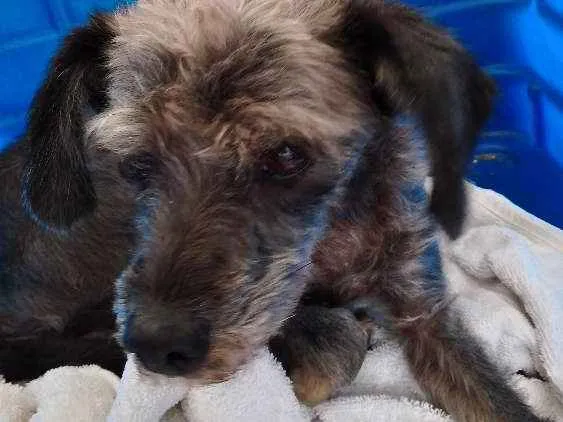 Cachorro ra a Srd  idade 7 a 11 meses nome Abandonada