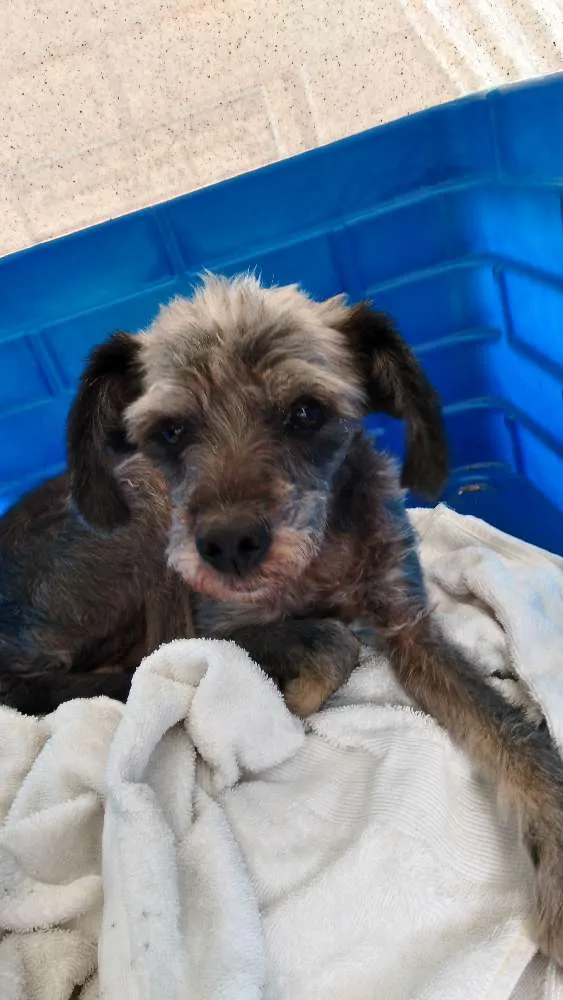 Cachorro ra a Srd  idade 7 a 11 meses nome Abandonada