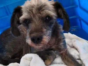 Cachorro raça Srd  idade 7 a 11 meses nome Abandonada