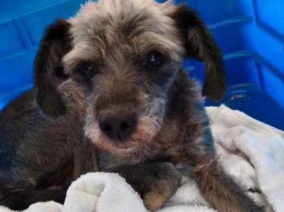Cachorro ra a Srd  idade 7 a 11 meses nome Abandonada