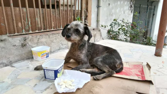 Cachorro ra a Srd  idade 7 a 11 meses nome Abandonada