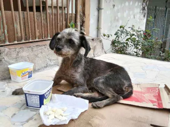 Cachorro ra a Srd  idade 7 a 11 meses nome Abandonada