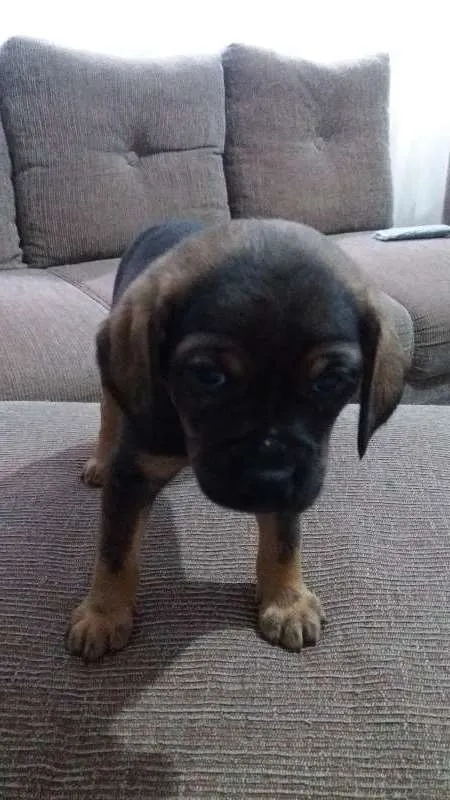 Cachorro raça SRD idade Abaixo de 2 meses nome não tem