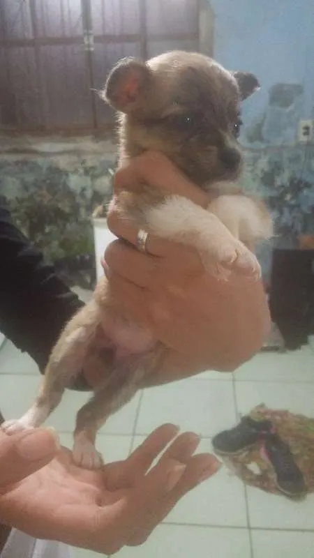 Cachorro ra a  idade Abaixo de 2 meses nome Sem nome