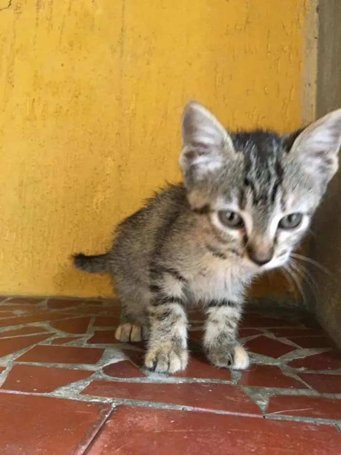 Gato ra a Srd idade Abaixo de 2 meses nome Tigreza