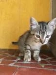 Tigreza