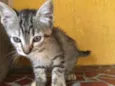 Tigreza