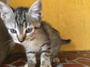 Gato raça Srd idade Abaixo de 2 meses nome Tigreza