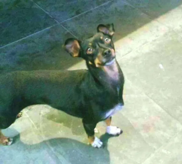 Cachorro ra a Pinscher idade 5 anos nome NINA