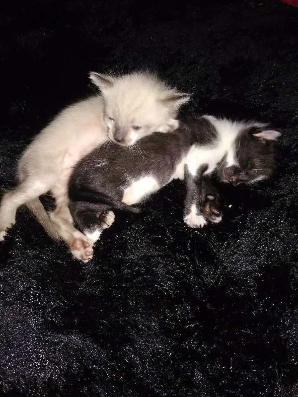 Gato ra a SRD idade Abaixo de 2 meses nome Diana e seus irmãos