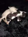 Diana e seus irmãos