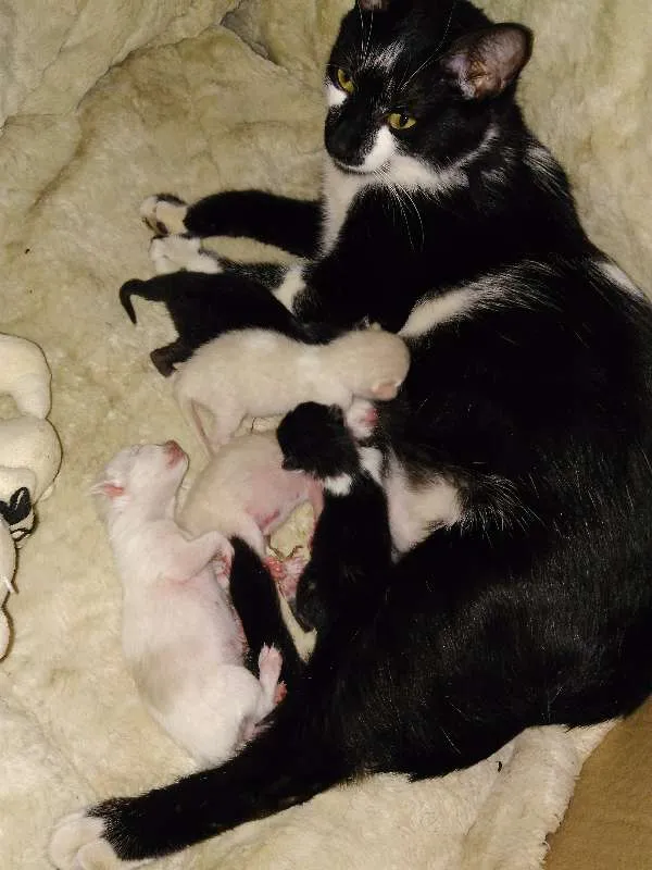 Gato ra a SRD idade Abaixo de 2 meses nome Diana e seus irmãos