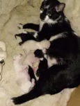 Diana e seus irmãos