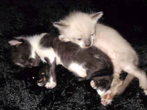 Gato raça SRD idade Abaixo de 2 meses nome Diana e seus irmãos