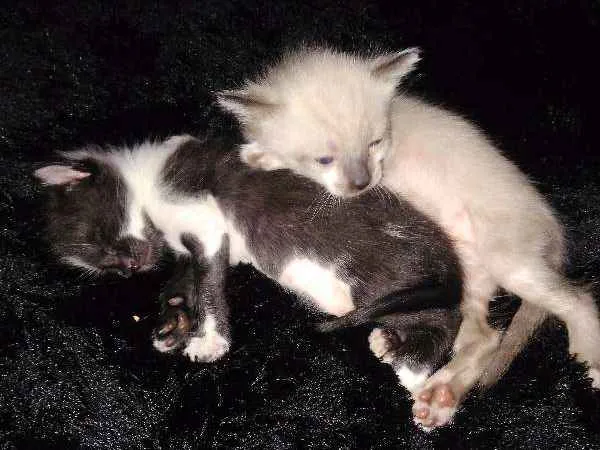 Gato ra a SRD idade Abaixo de 2 meses nome Diana e seus irmãos
