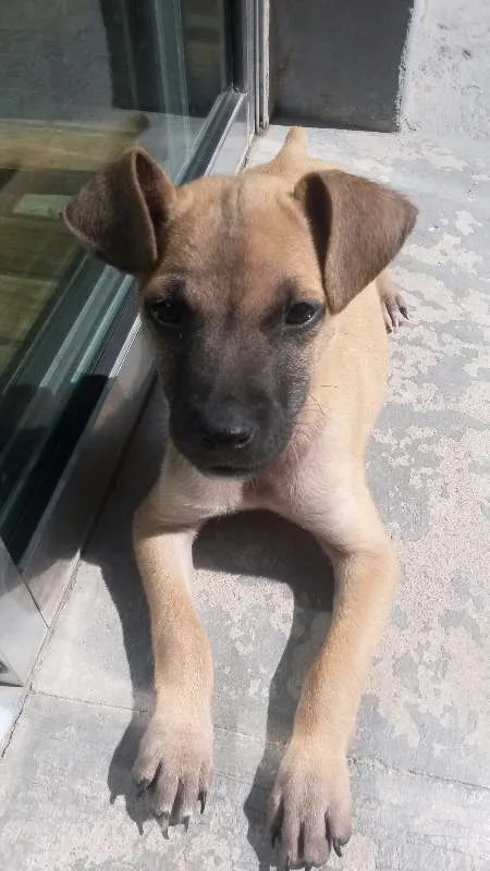 Cachorro ra a Indefinida idade 2 a 6 meses nome Fred