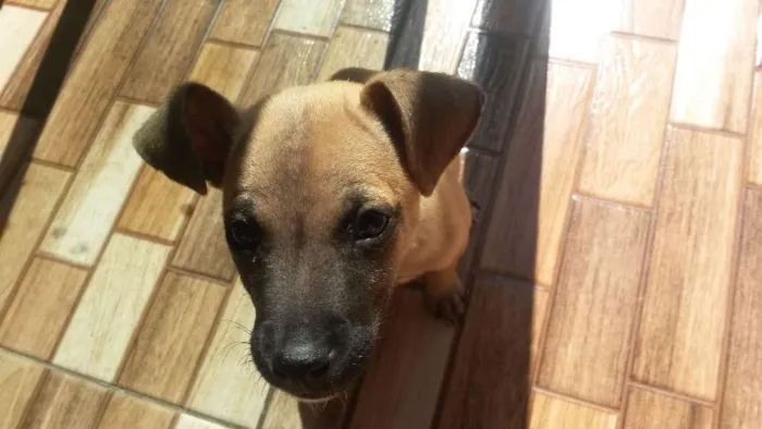 Cachorro ra a Indefinida idade 2 a 6 meses nome Fred