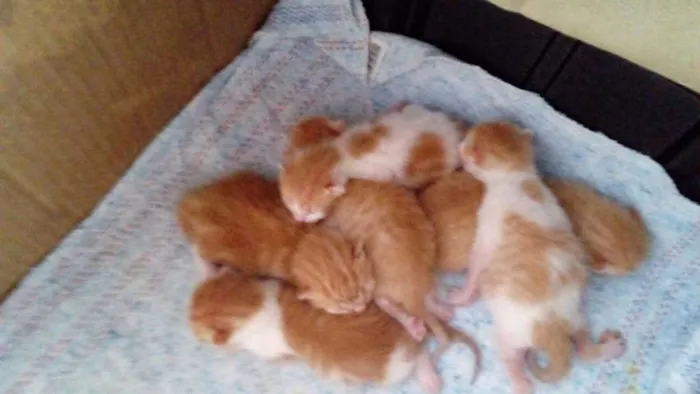 Gato ra a Srd idade Abaixo de 2 meses nome Sem nome