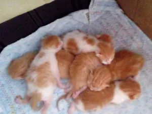 Gato raça Srd idade Abaixo de 2 meses nome Sem nome
