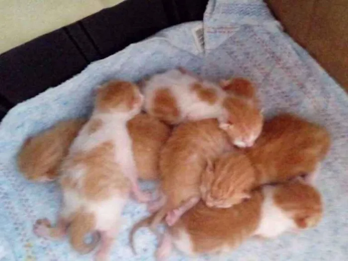 Gato ra a Srd idade Abaixo de 2 meses nome Sem nome