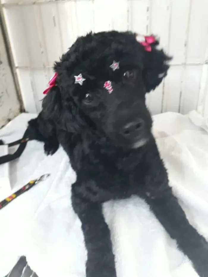 Cachorro ra a Poodle idade 1 ano nome Pretinha