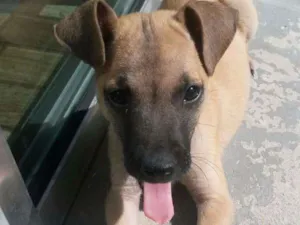 Cachorro raça Indefinida idade 2 a 6 meses nome Fred