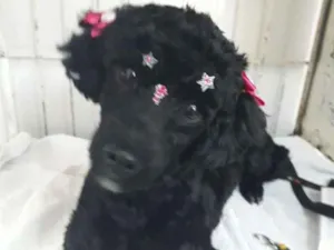 Cachorro raça Poodle idade 1 ano nome Pretinha