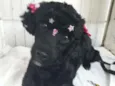 Pretinha